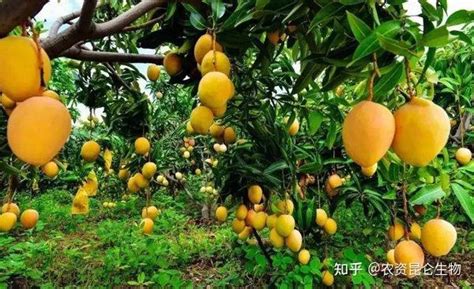 芒果种植期怎么施肥能膨果增甜？芒果防病提高耐存储性用什么肥料好 - 知乎