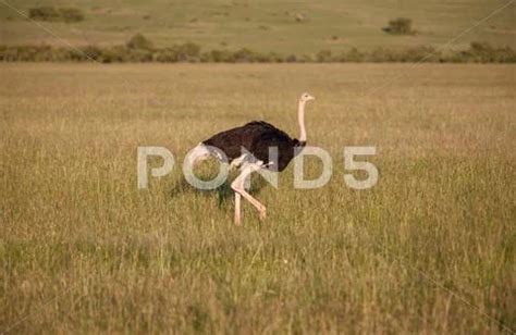 Ostrich walking on savanna in Africa. Safari. Kenya ~ Premium Photo ...
