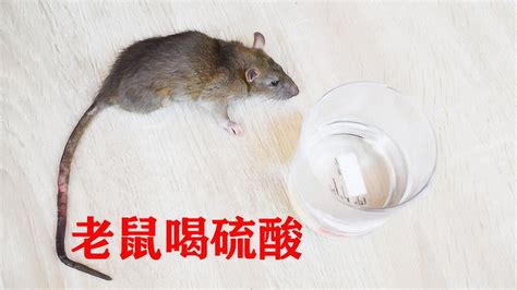 将“硫酸”喂给“老鼠”，会发生什么？_腾讯视频