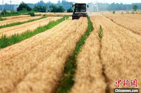 【大国粮策】让农民卖明白粮 2022年山东夏粮集中收购量约200亿斤_四川在线