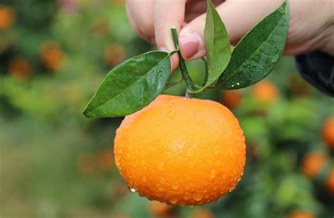 邂逅一场柑橘采摘温情游--今日黄岩