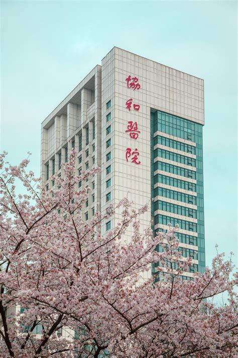 樱花-武汉协和医院155周年院庆