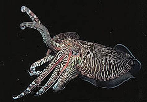 伦敦水族馆的章鱼