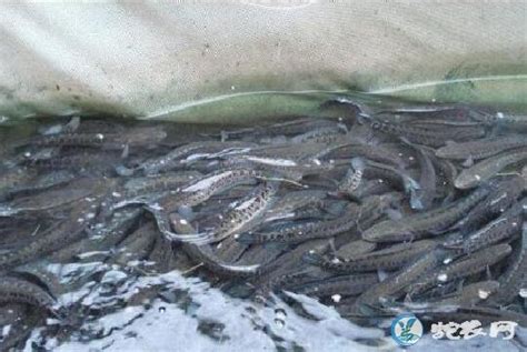 黑鱼养殖技术、黑鱼池塘仿野生繁育技术 - 养鱼 - 蛇农网