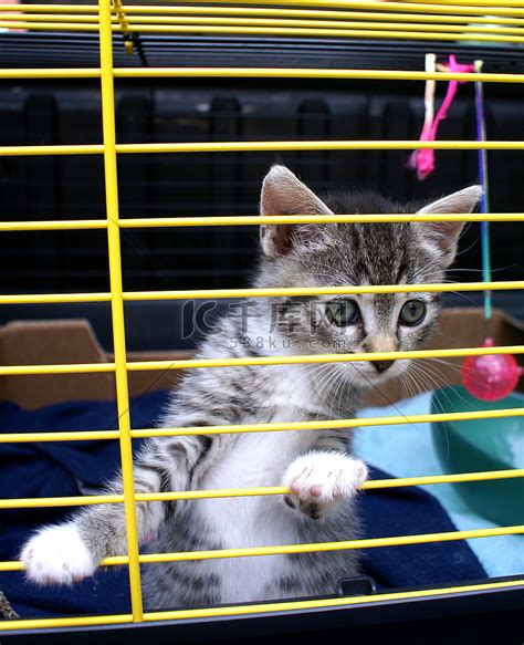 关在笼子里的小猫。高清摄影大图-千库网