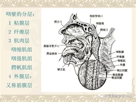 这个咽喉部解剖太详细了！