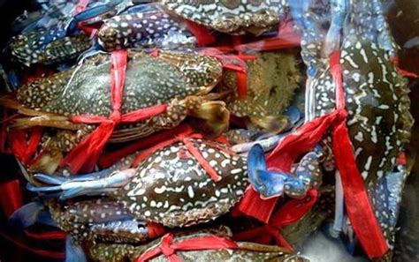 螃蟹种类及图片大全 - 鱼类百科 - 酷钓鱼