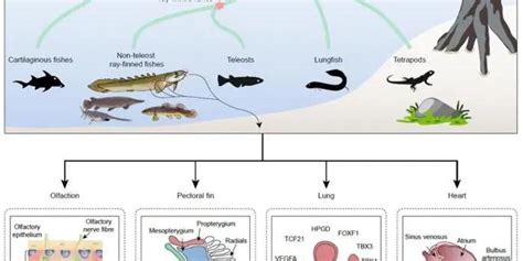 Cell刊登两篇论文揭示脊椎动物水生到陆生演化过程中的遗传创新基础----深海科学与工程研究所