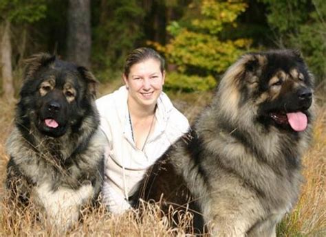 高加索犬又叫高加索牧羊犬，它是一种大型猛犬|高加索犬|高加索|牧羊犬_新浪新闻
