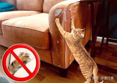 养猫家庭的沙发到底有多惨！不怕挠的沙发真的存在吗？ - 知乎
