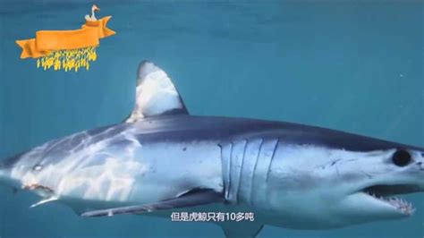 真正的海洋霸主《巨齿鲨》，蓝鲸只是他们的盒饭 中_高清1080P在线观看平台_腾讯视频