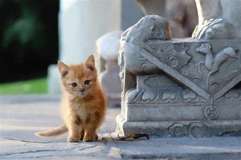流浪猫一般能活多久？
