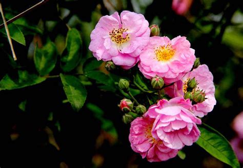 蔷薇花的花语是什么？蔷薇花的寓意和象征-花卉百科-中国花木网