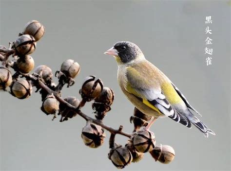 黑头金翅雀-观赏鸟-花鸟网
