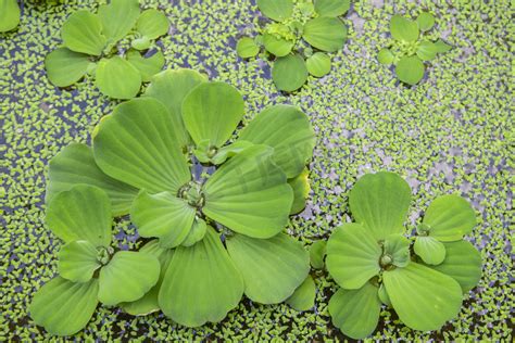 水草植物摄影图片-水草植物摄影作品-千库网