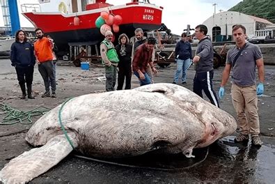 盘点全球人类捕获的巨型大鱼