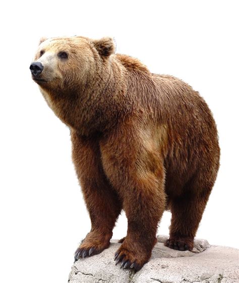 野生棕色熊自然动物野生动物孤立透明图片免费下载_自然风景素材免费下载_办图网