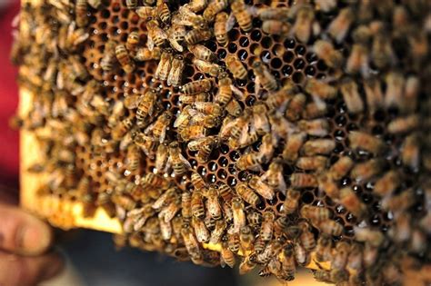 养蜂基础知识｜蜜蜂的生活习性__凤凰网