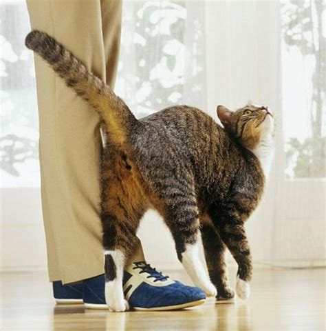 不小心踩到猫咪的脚或尾巴，该怎么道歉和治疗肿胀瘀伤|猫咪|肿胀|尾巴_新浪新闻