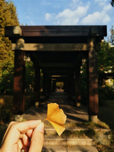 每日一拍图片