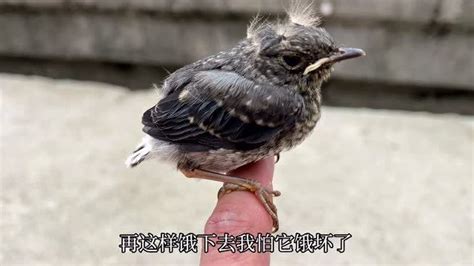 滨州市民无意捡到一只“怪鸟” 民警一查：来头不小_手机新浪网