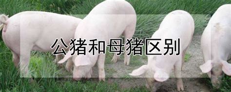 公猪和母猪区别-农百科