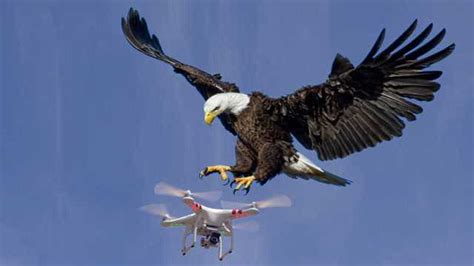 无人机正在航拍，一只老鹰突然飞过来，结果悲剧的事情发生了！_腾讯视频