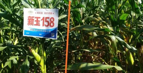 最新国审玉米新品种---新玉158 - 河南大成种业有限公司