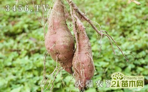 黑红薯市场能卖多少斤？分析黑红薯种植的利润和前景 - 运富春