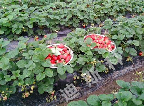 家庭如何种植草莓_360新知