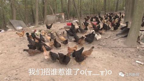 农村的六大偷鸡贼, 最后一种是大家都很喜欢的动物!_保护