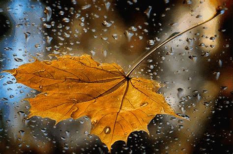 秋雨的诗句，描写秋雨的古诗词14首，道尽秋思