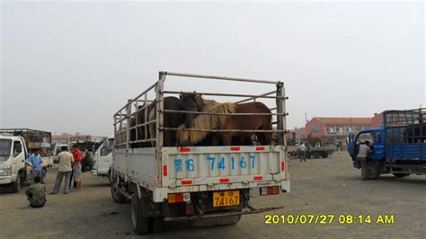 骆驼城镇：念好“牛”经，让牛产业“犇”起来--高台县人民政府门户网站