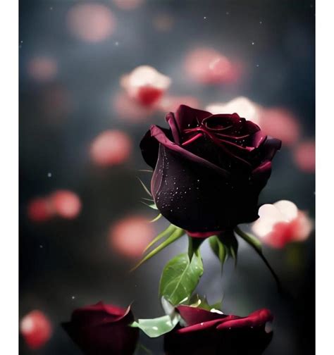 黑色玫瑰的含义与传说（探寻黑色玫瑰在文化中的象征意义）_花植网