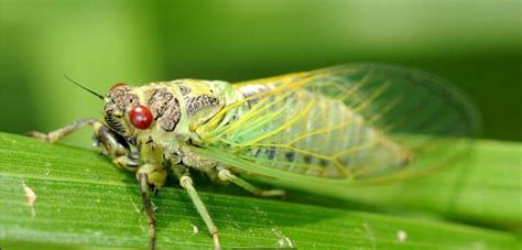 真实的蝉蛹羽化你见过么，一起看实拍“金蝉脱壳”全过程|蝉|蝉蛹|若虫_新浪新闻