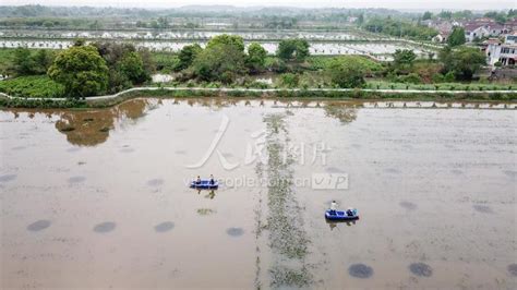 浙江湖州：稻虾共养发展绿色农业-人民图片网