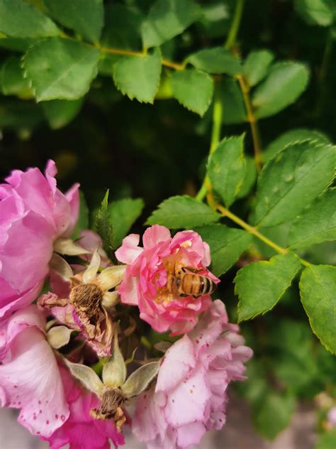 蔷薇“十姐妹”，开花超级多，能开成花墙，养护容易！