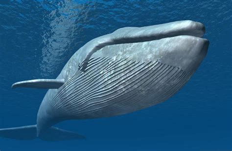座头鲸与虎鲸的冤仇(座头鲸和虎鲸体型对比)-木子李育儿网