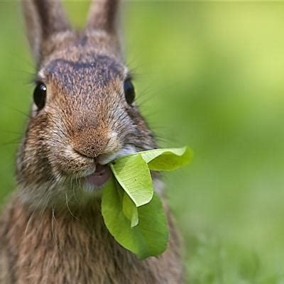 温柔文艺的宠物兔兔的名字-可爱点 - 【可爱点】