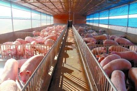 小型养猪场建设典型案例 - 养猪场 - 第一农经网