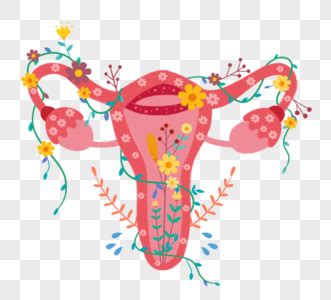 女生生殖器图片