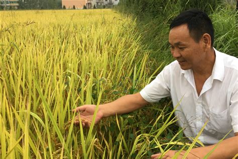 武汉探索化肥农药减量示范种植模式结出绿色硕果