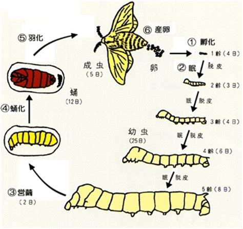 蚕宝宝的生长过程，经历蚕卵、幼虫、结茧、成虫四个阶段-趣农笔记