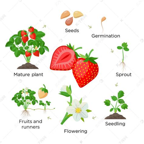 草莓植物生长阶段，从种子、幼苗、开花、结实果到成熟的红色果实植物- -一组植物学图解，平面设计中的信息元素，在白色上被分离出来素材图片免费下载-千库网