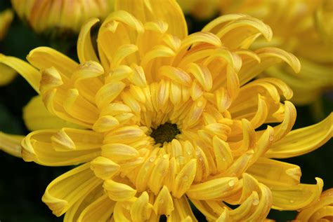 菊花的品种 常见的10种菊花 - 知乎
