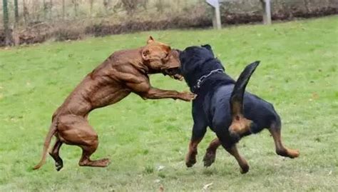 战斗力最强的狗狗排名 獒犬咬合力为556磅 - 弹指间排行榜