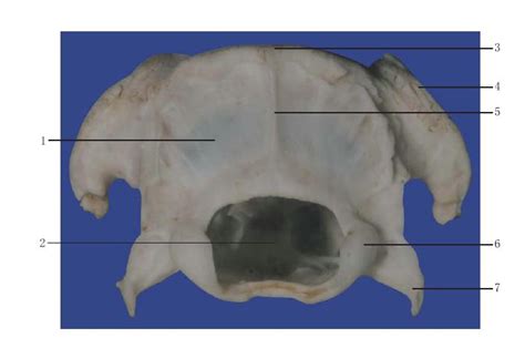 图1-6 颅骨后面观-WISTAR大鼠解剖-图片