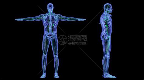 人体淋巴结分布图图片 人体淋巴结分布图图片
