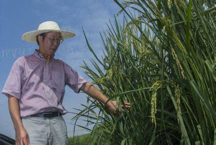 中国2米巨人稻成功试种，每亩高达1千公斤，袁隆平：吃不完别浪费_新浪新闻