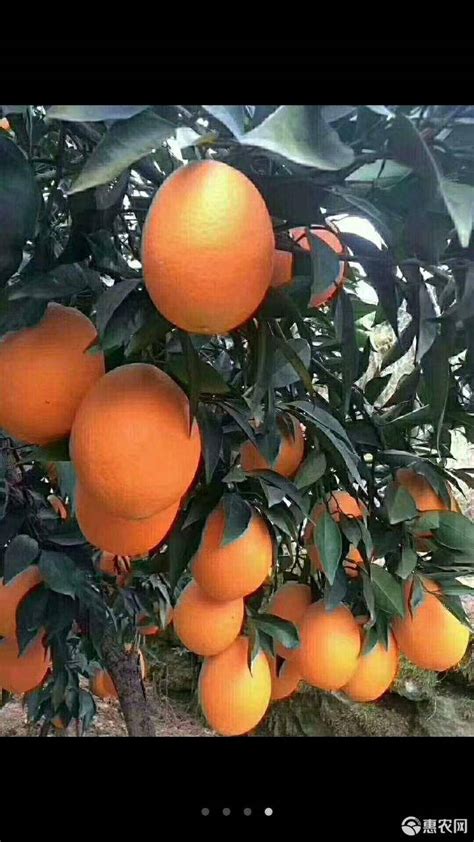 纽红脐橙品种简介（2022年脐橙新品种）-柑桔人管家